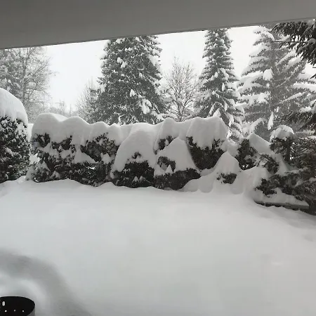 Grain D'or - 008 * וורבייה